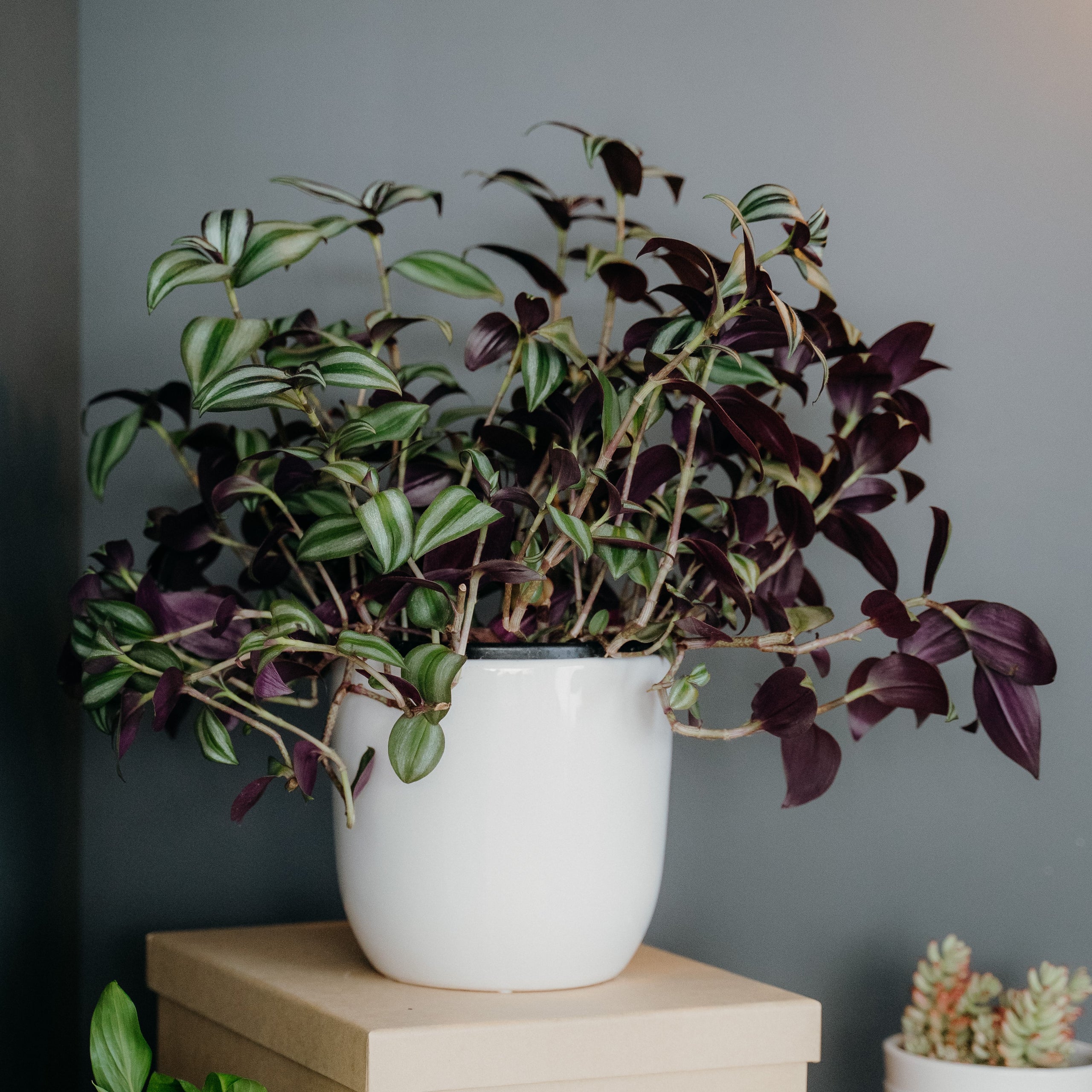 Our Top Houseplants for Beginners