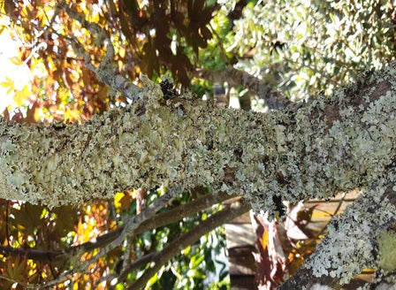 Lichen