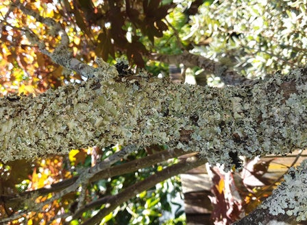 Lichen