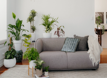 Statement Houseplants That Demand Attention