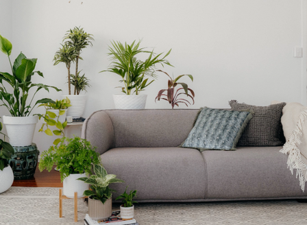 Statement Houseplants That Demand Attention