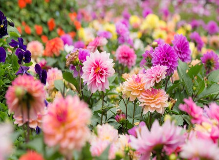 Welcoming the Sunshine with Summer Bulbs