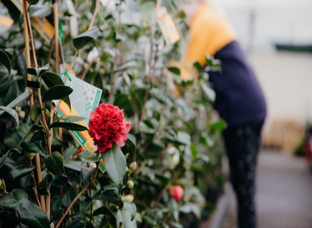 Our Top Camellia Varieties