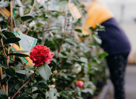 Our Top Camellia Varieties