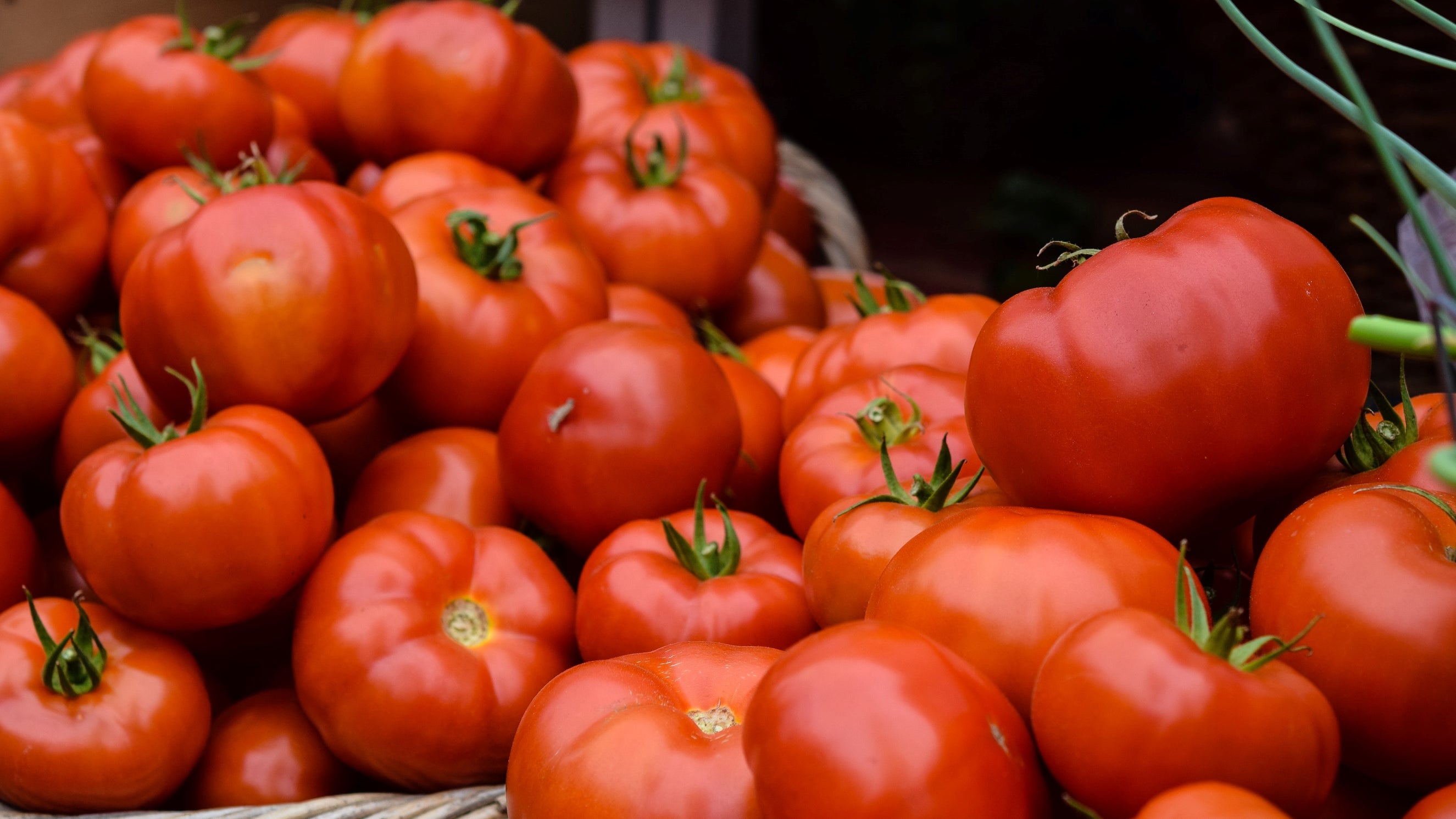 A beginner s guide to growing tomatoes