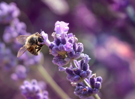 Bee Guide June