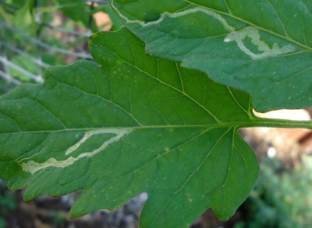 Leaf Miner