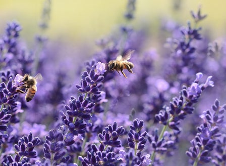 Our Top Spring Plants