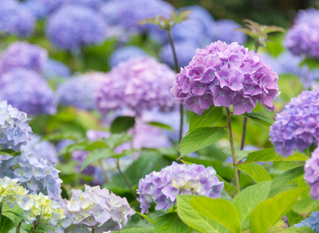 The Classic Beauty of Hydrangeas