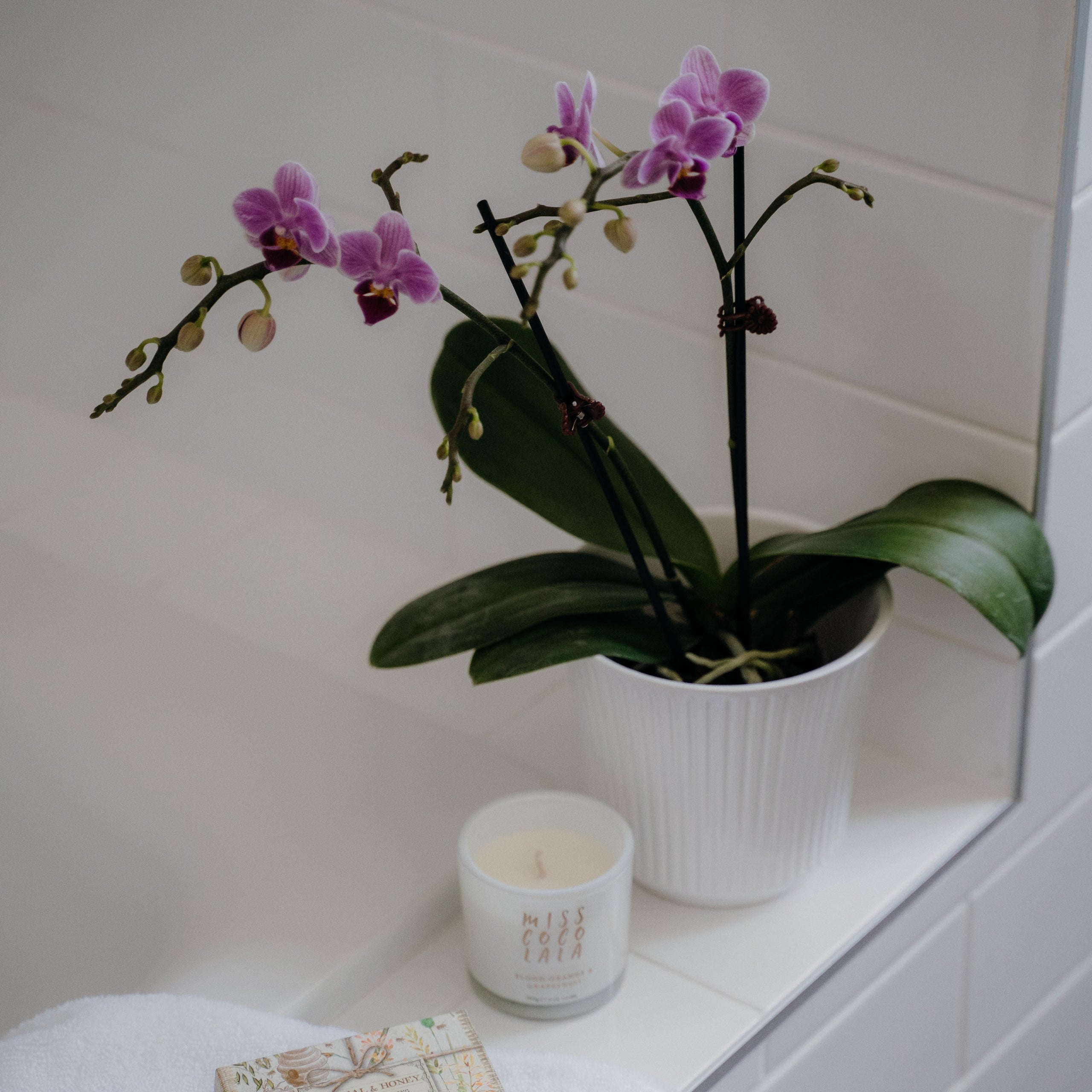 Top Houseplants for the Bathroom