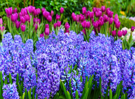 It's Time To Plant Spring Bulbs