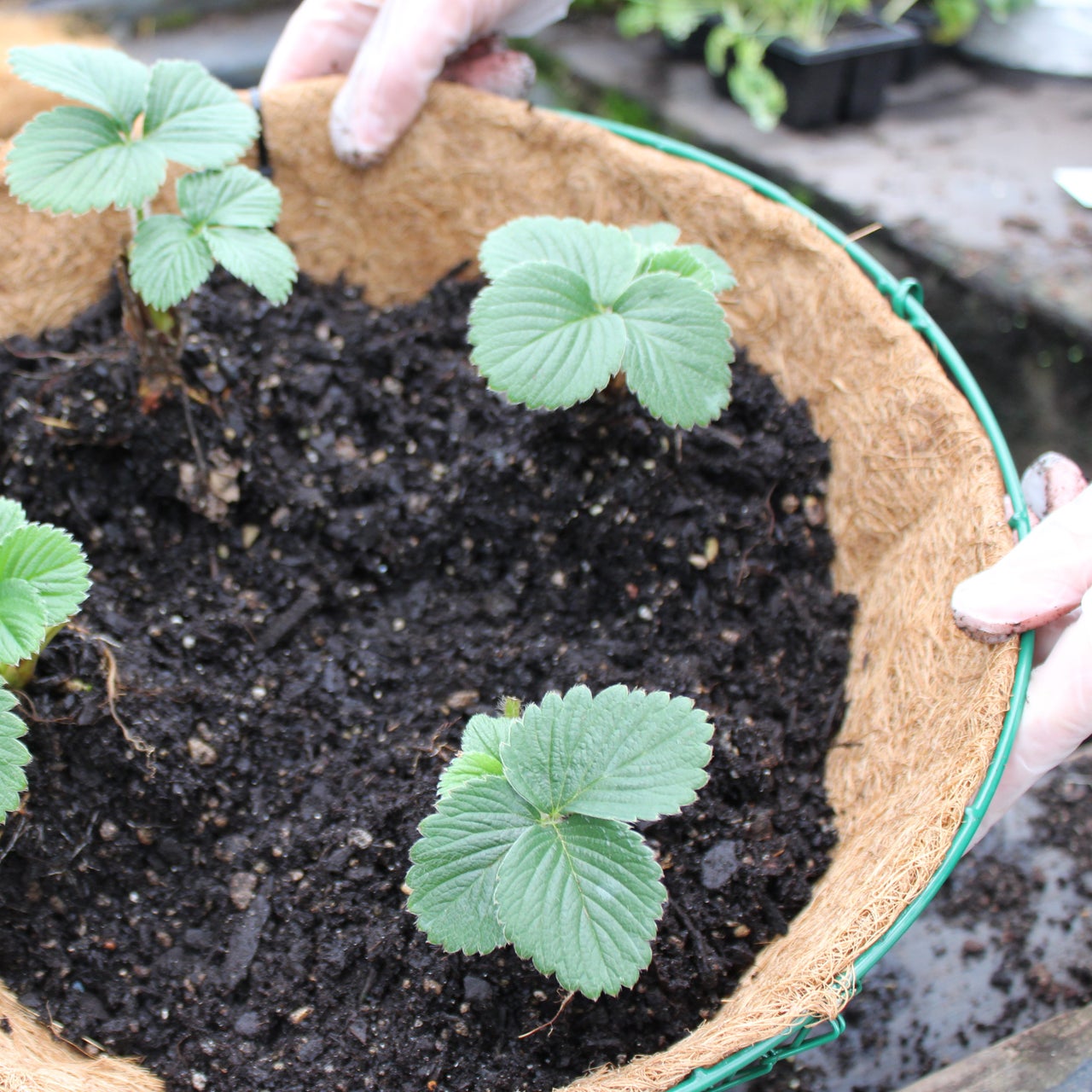 DIY Strawberry Hanging Baskets