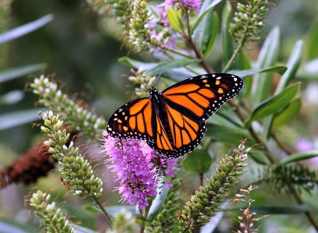 Winter Planting for Butterflies