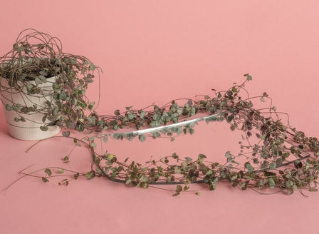 Top Plants for Valentine's Day