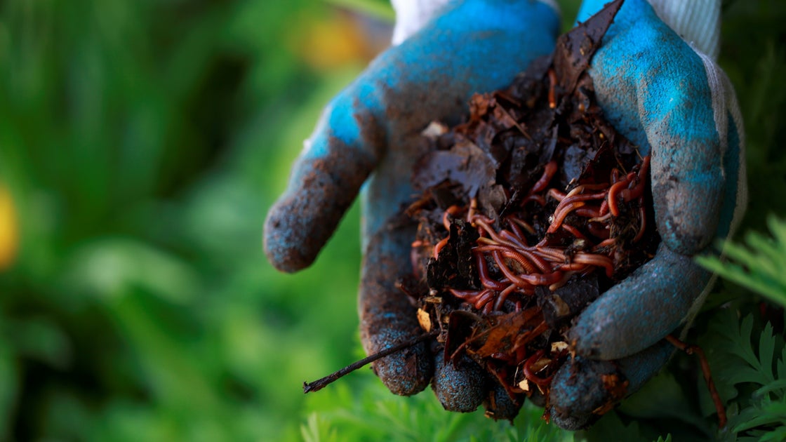 A Beginner's Guide to Worm Farms