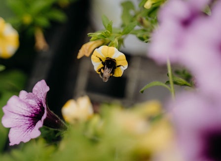Bee Guide May