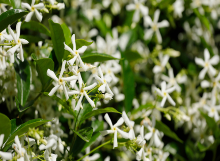 Spring Plants We're Loving 