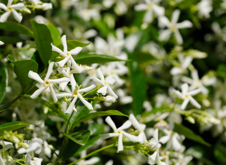 Spring Plants We're Loving