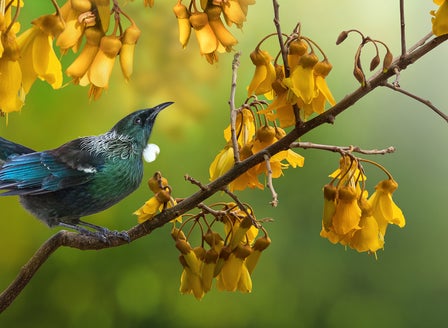 Attract Birds in Your Garden