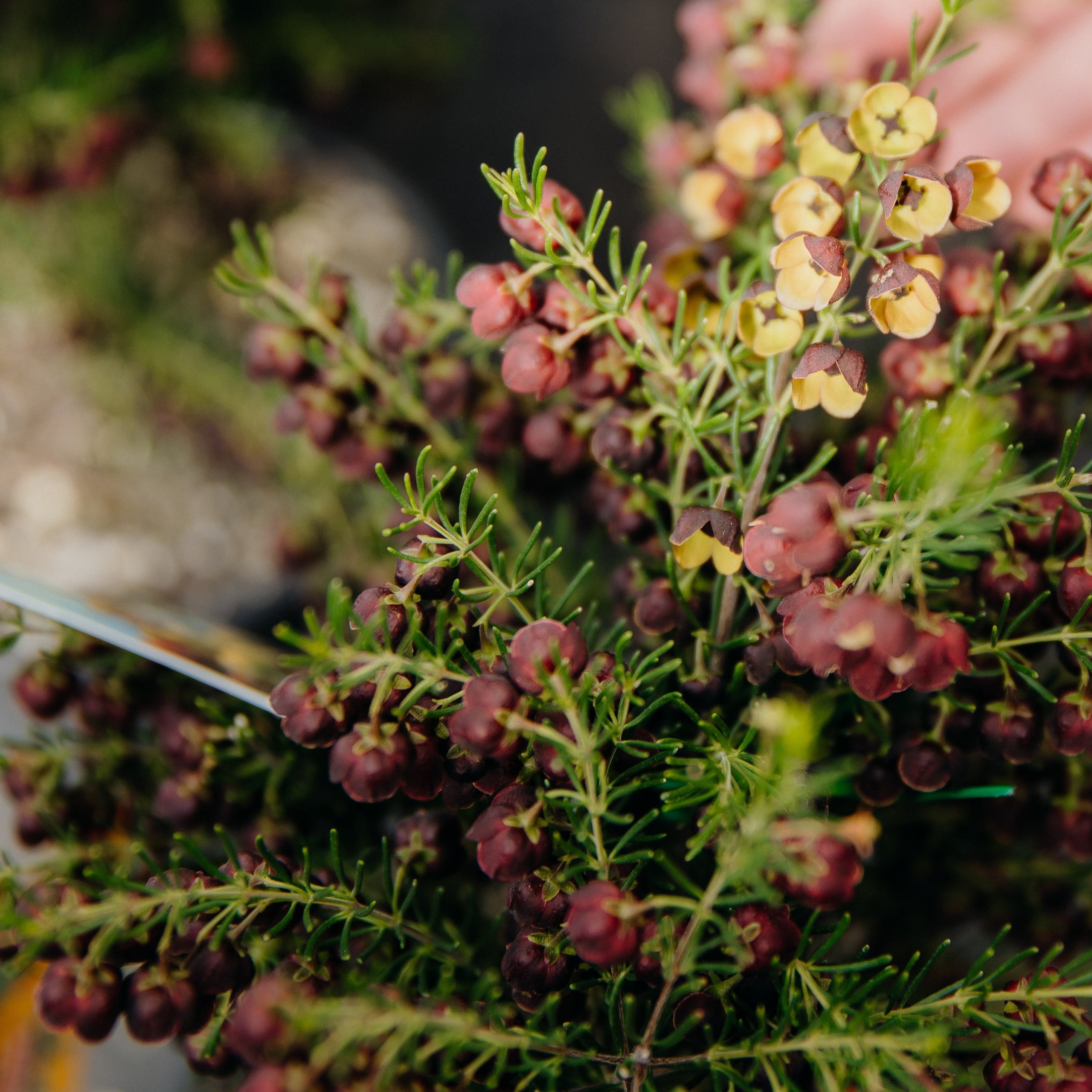 Planting a Winter Garden