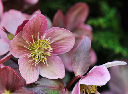 Heavenly Hellebores