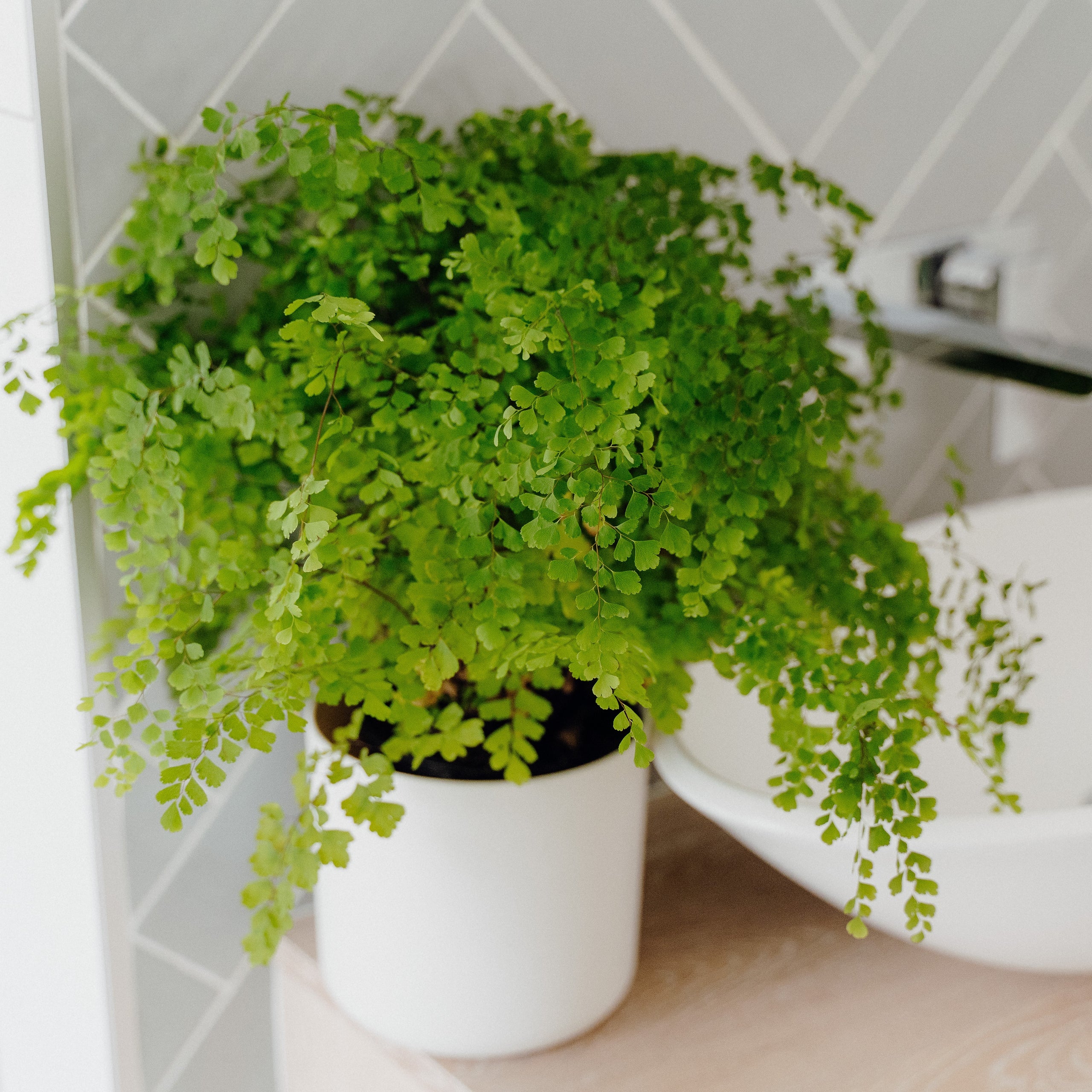 Top Houseplants for the Bathroom