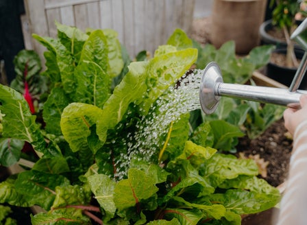Prepare your Garden for Summer