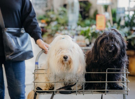 Pets and Indoor Plants