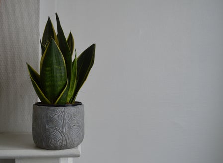 Indoor Plants for Low Lit Areas