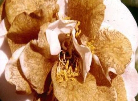 Camellia Flower Blight