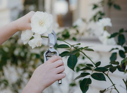 A Beginner's Guide to Rose Pruning