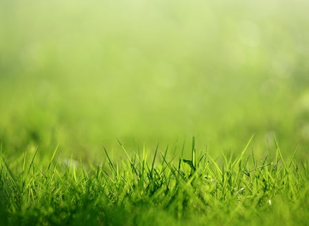 The Art of Growing a Lush Lawn