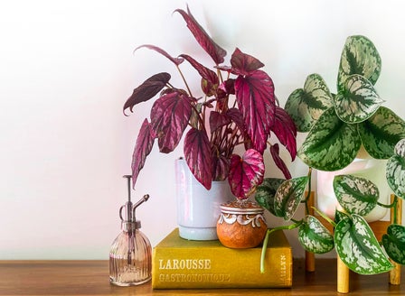 Bring Nature in with Indoor Plants