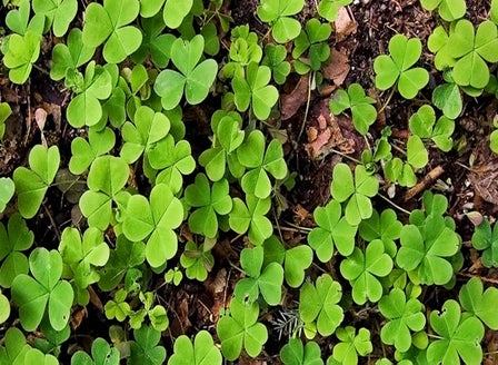 Oxalis