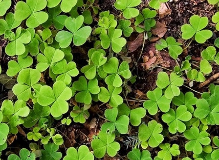 Oxalis