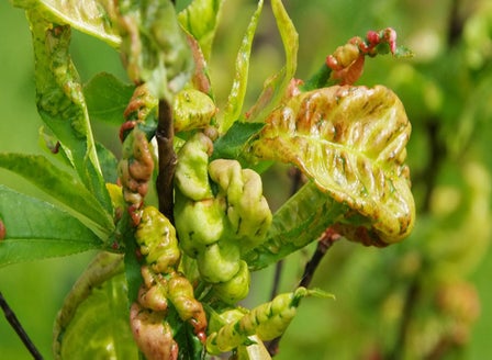 Peach Leaf Curl