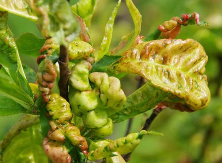 Peach Leaf Curl