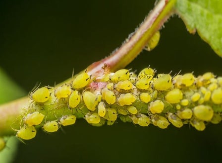 Aphids