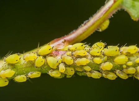 Aphids
