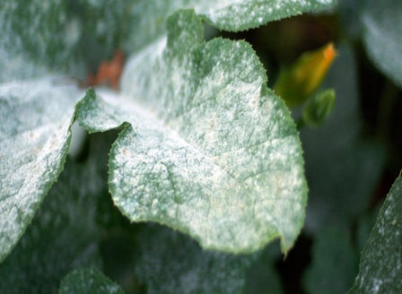 Powdery Mildew