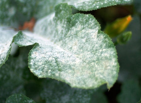 Powdery Mildew