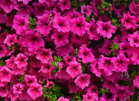 A Splash of Colour - Pretty Petunias