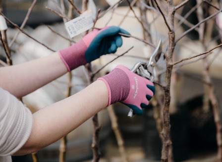 A Beginner's Guide to Fruit Tree Pruning
