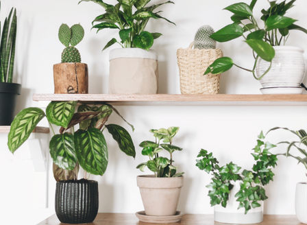 Styling Tips for Indoor Plants