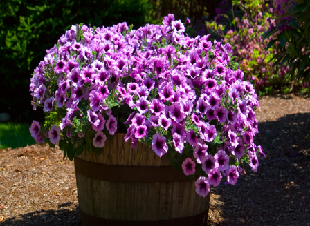 Pretty Petunias