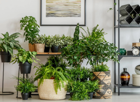 Winter Care & Style - Indoor Plants