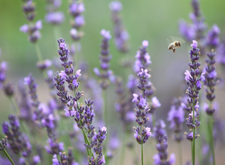 Classic Beauty - Loving Lavender