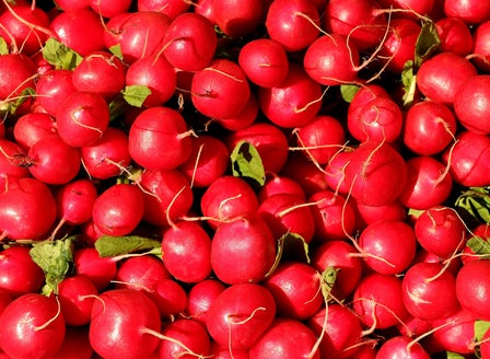 Growing Radishes