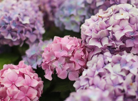 Spring Plants We’re Loving