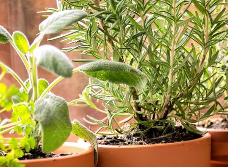 Garden To Glass: Plant Your Own Cocktail Garden